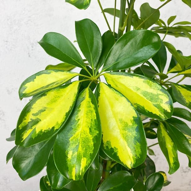 Schefflera Gold Capella