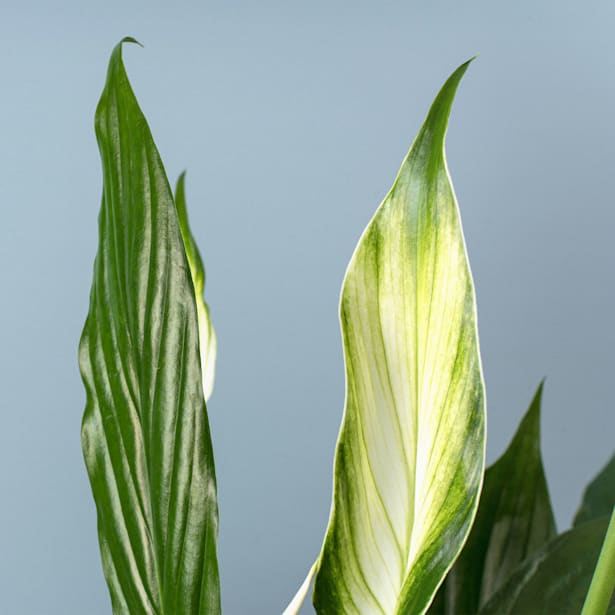 Espatifilo (spathiphyllum)