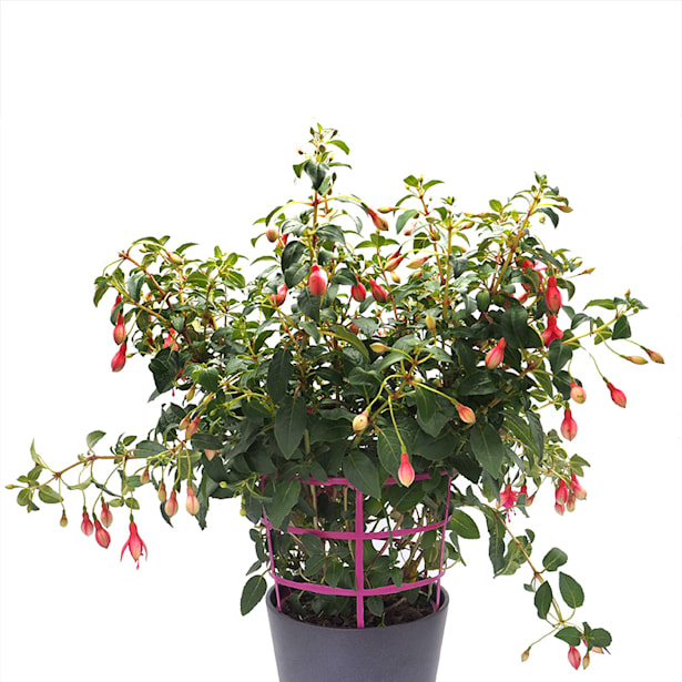 Fuchsia hybrida (Pendientes de la reina)