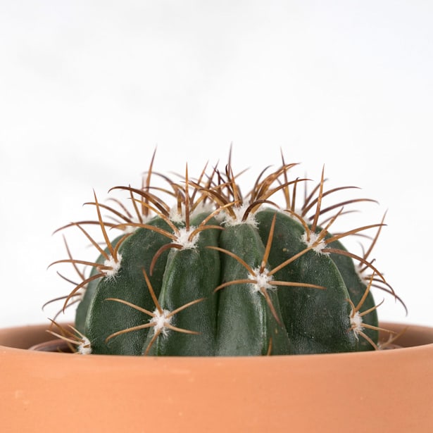 Cactus (variados)