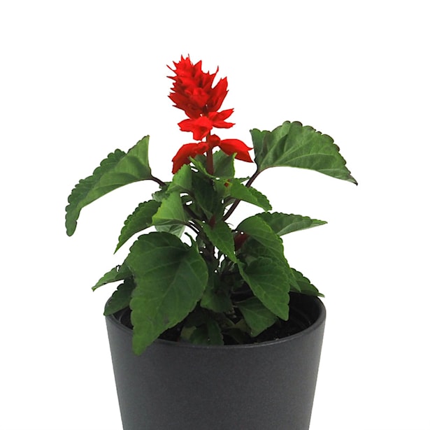 Salvia splendens