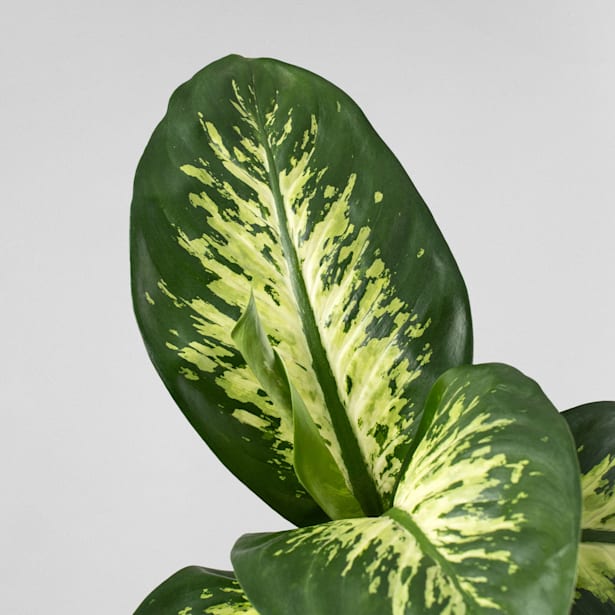 Dieffenbachia 'Tropic Lemon'