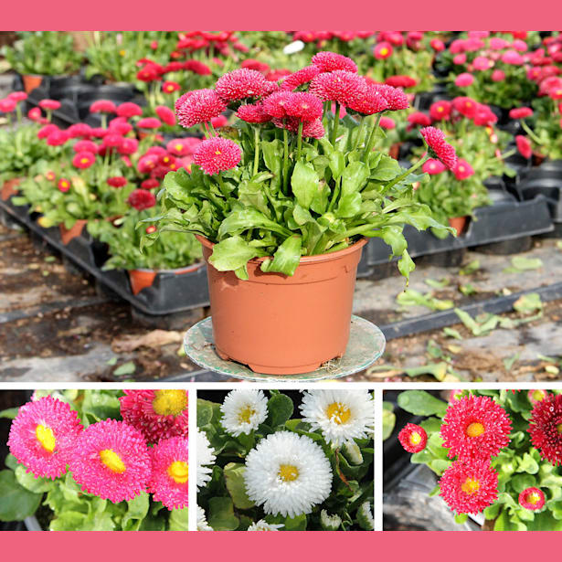 Bellis perennis (Margatita de los prados)