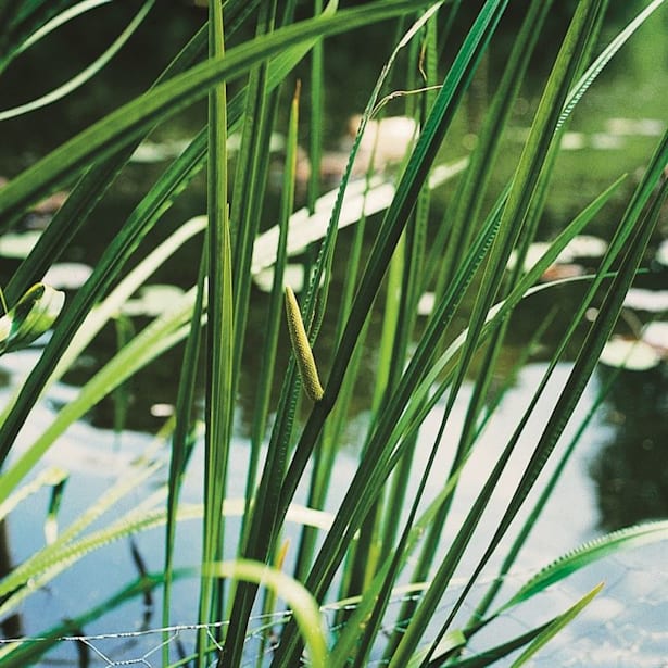 Acorus Calamus - Planta palustre de estanque