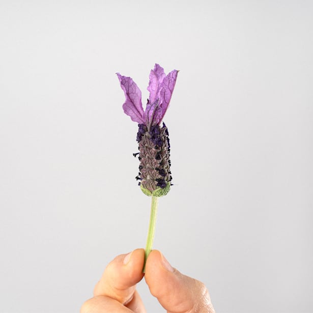 Lavanda Stoechas - Planta aromática