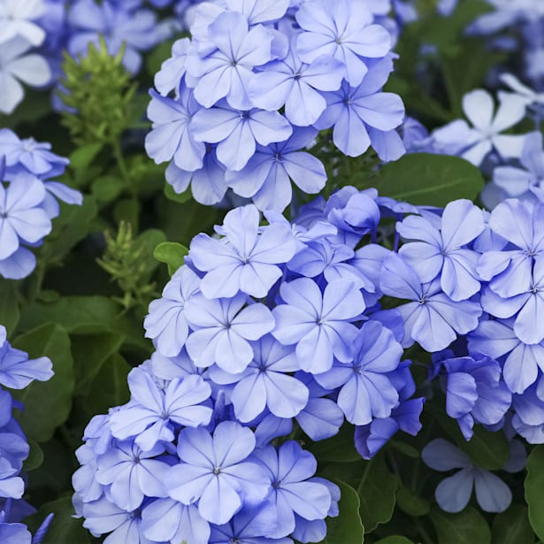 Jazmín* del cielo (Plumbago auriculata)