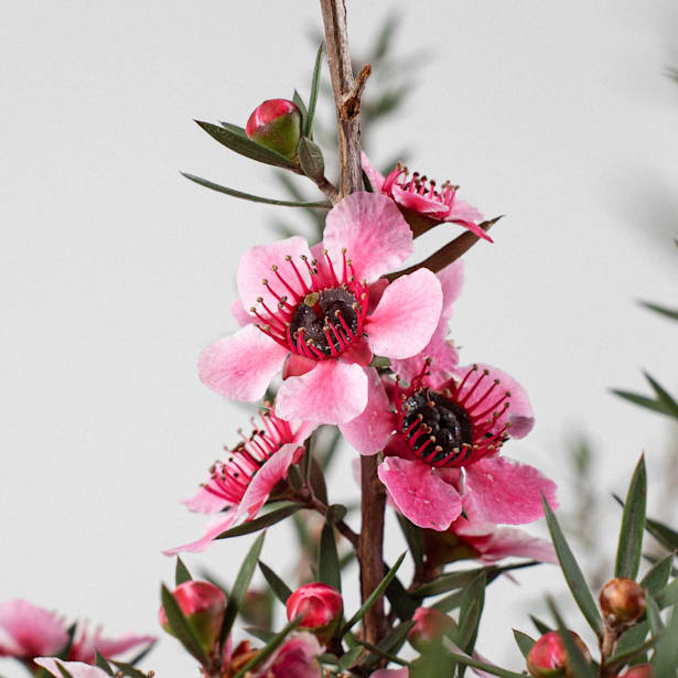 Leptospermo (leptospermum scoparium)