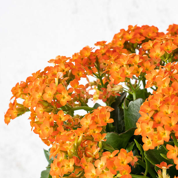 Kalanchoe 'Calandiva'