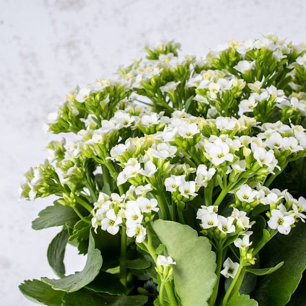 Kalanchoe 'Calandiva'