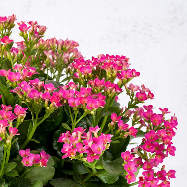 Kalanchoe 'Calandiva'