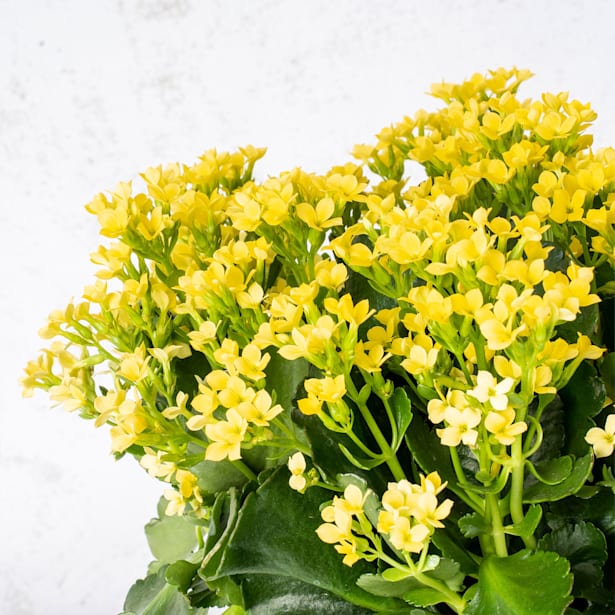 Kalanchoe 'Calandiva'