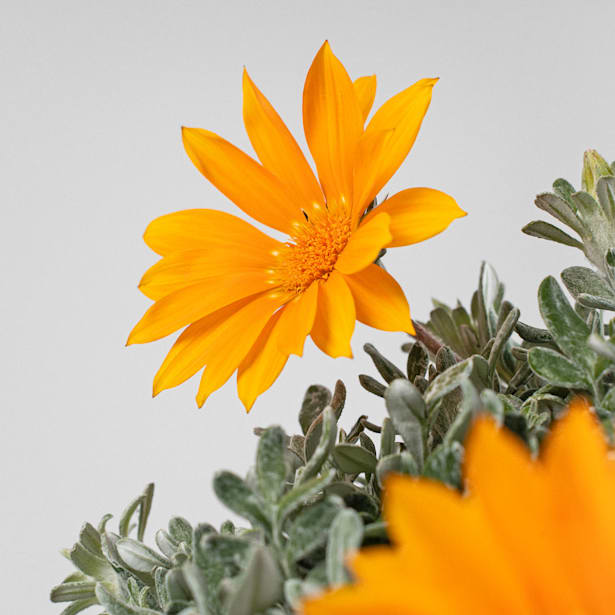 Gazania