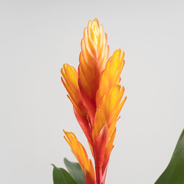 Bromelia (colores variados)