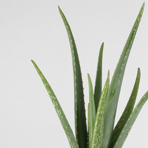 Aloe vera