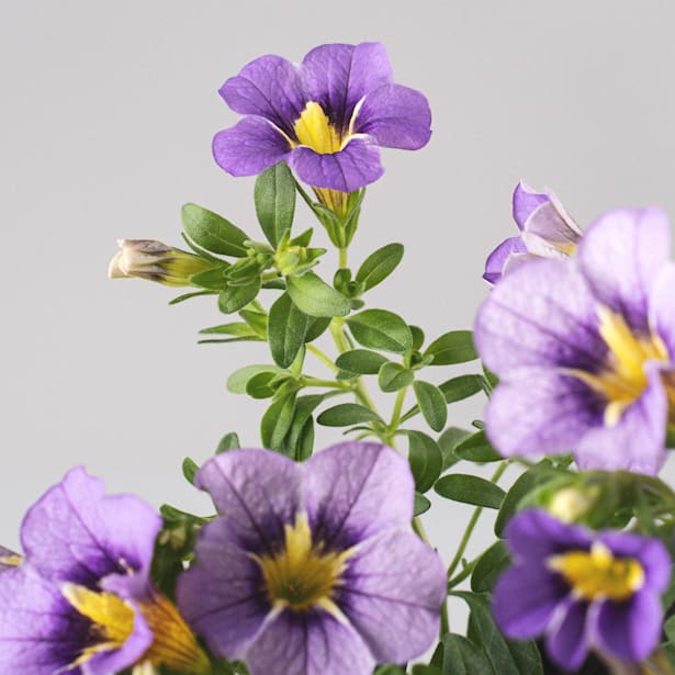 Calibrachoa