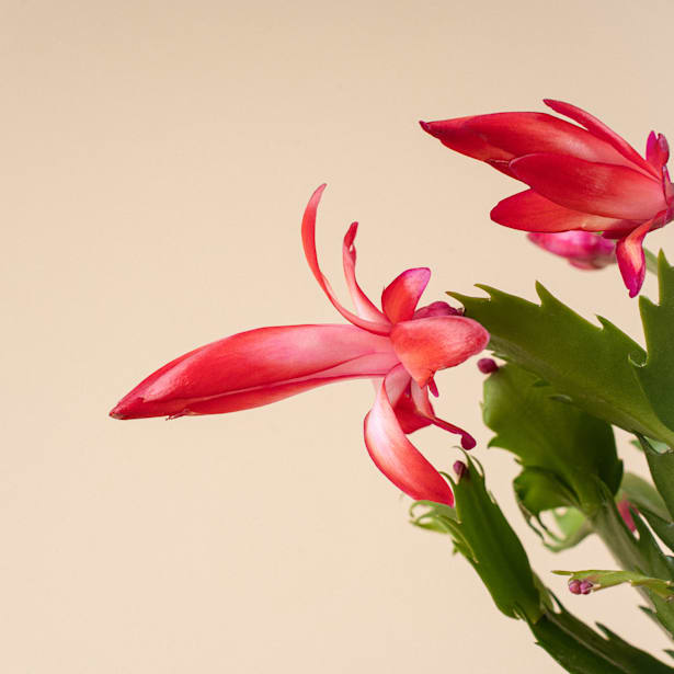 Cactus de navidad (Schlumbergera)