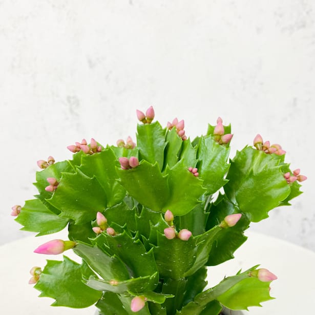 Cactus de navidad (Schlumbergera)