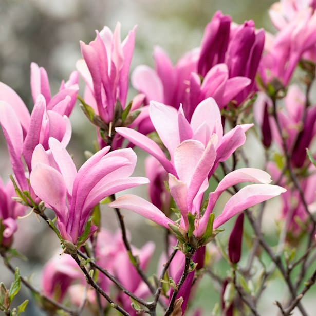 Magnolia caduca (colores variados)