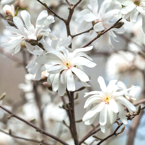 Magnolia caduca (colores variados)