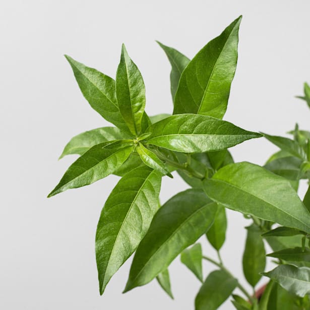 Galán de Noche (Cestrum nocturnum)