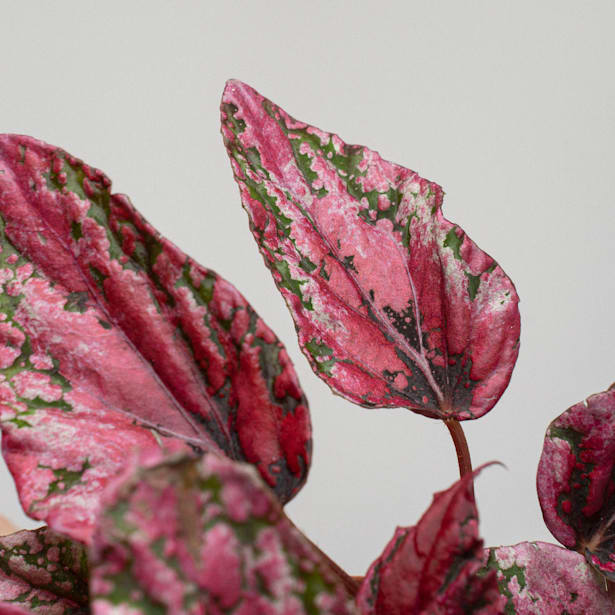 Begonia rex