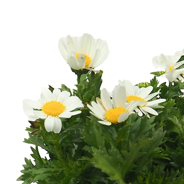 Margarita mini (leucanthemum paludosum)