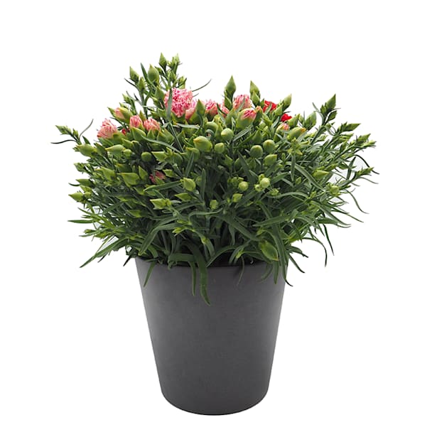 Clavel lilipot (dianthus lillipot)