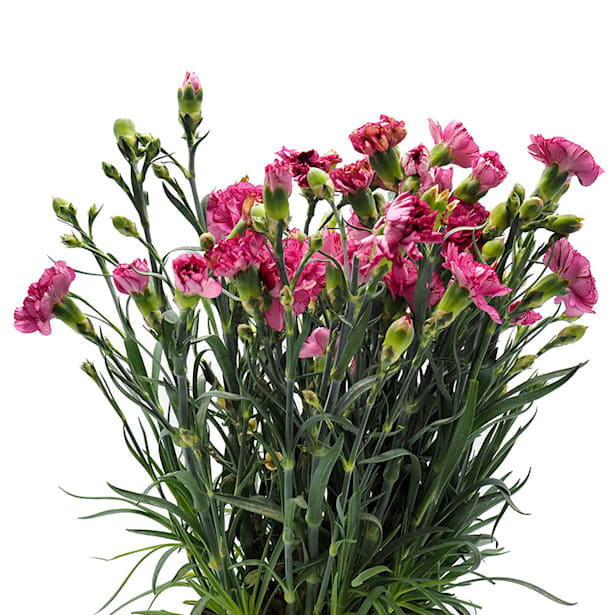 Clavel carnelia (dianthus carnelia)