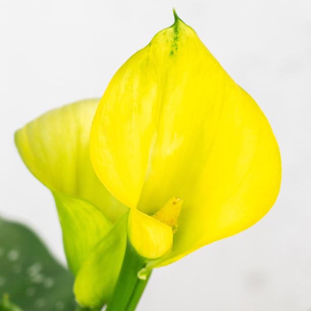 Cala en Varios Colores (Zantedeschia aethiopica)