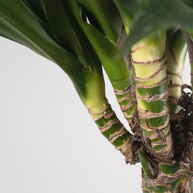 Dracaena fragrans 'Compacta'