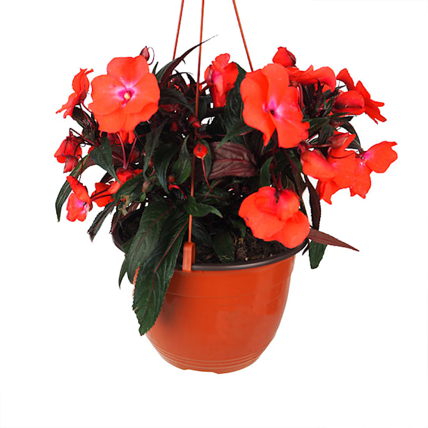 Alegría Guineana (Impatiens hawkeri)