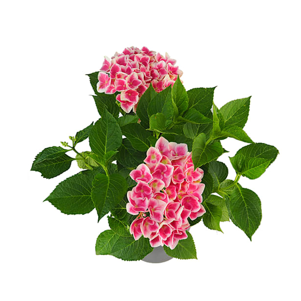 Hortensia de exterior bicolor