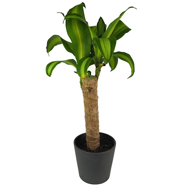 Dracaena fragrans 'Massangeana'