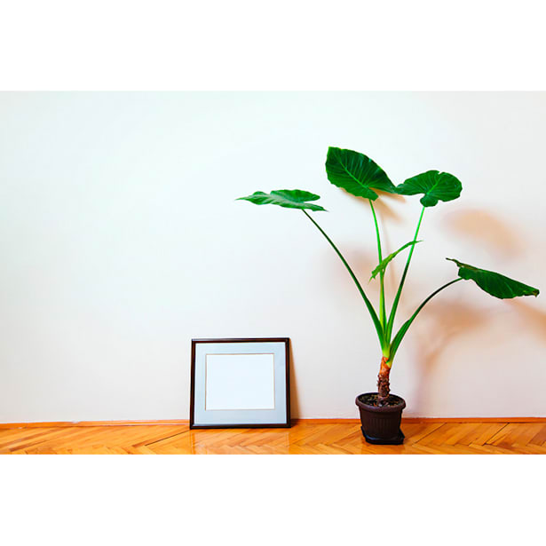 Alocasia calidora