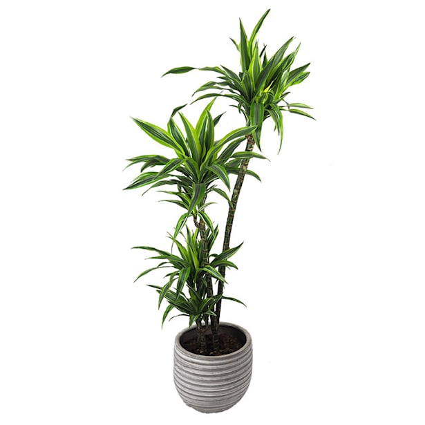 Dracaena fragrans 'Lemon Lime'