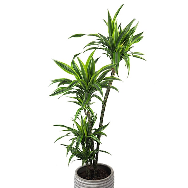 Dracaena fragrans 'Lemon Lime'