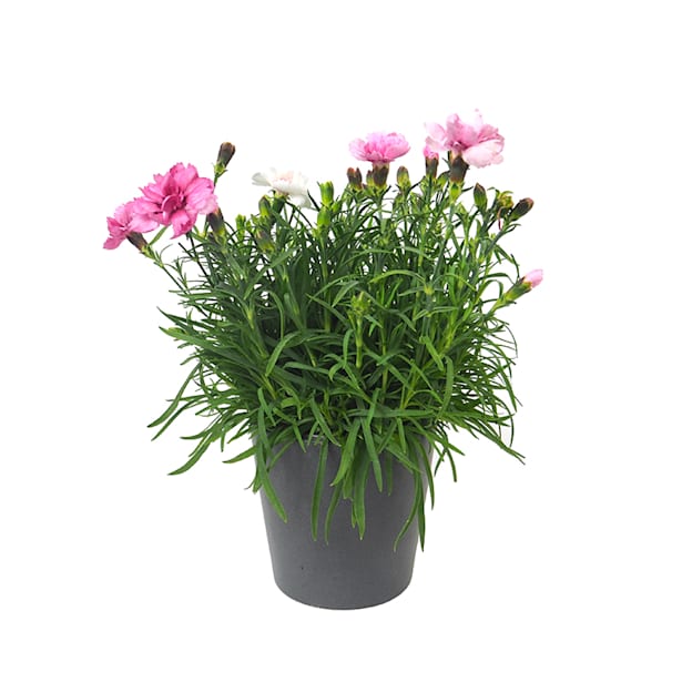 Clavel - Dianthus caryophyllus 'Mondriaan'