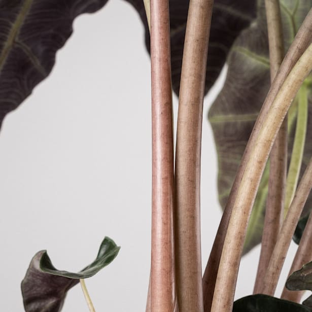 Alocasia polly 'Bambino Arrow'