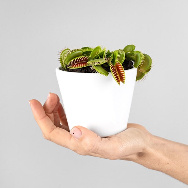 Dionaea muscipula