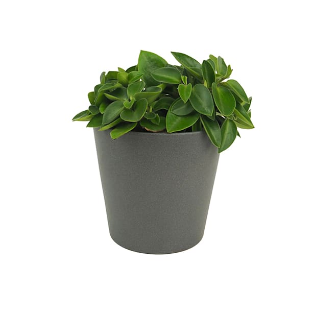 Peperomia (varias especies)