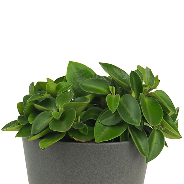 Peperomia (varias especies)