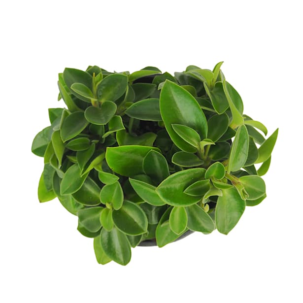 Peperomia (varias especies)