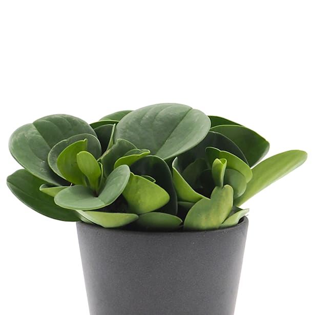 Peperomia (varias especies)