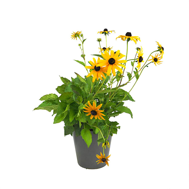 Rudbeckia