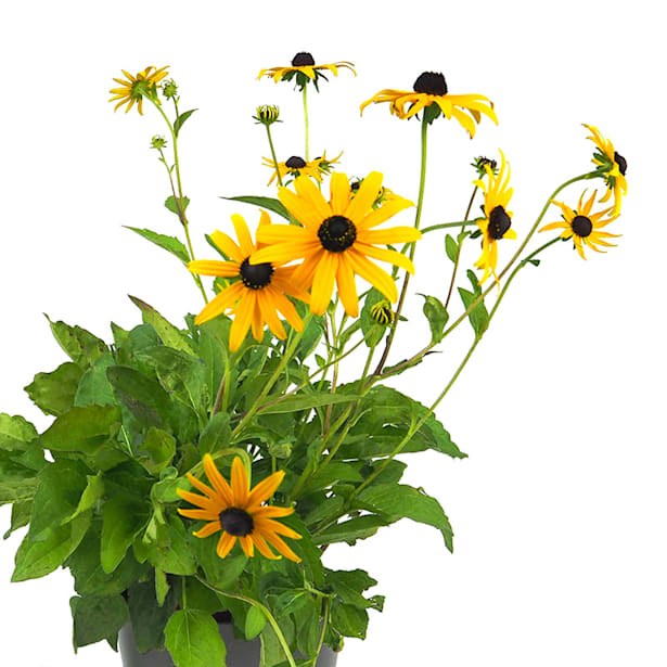 Rudbeckia