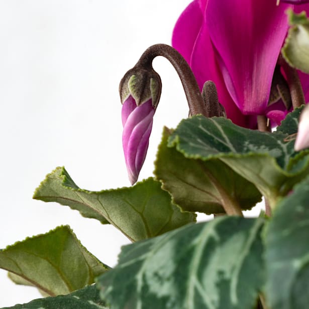 Cyclamen mini (varios colores)