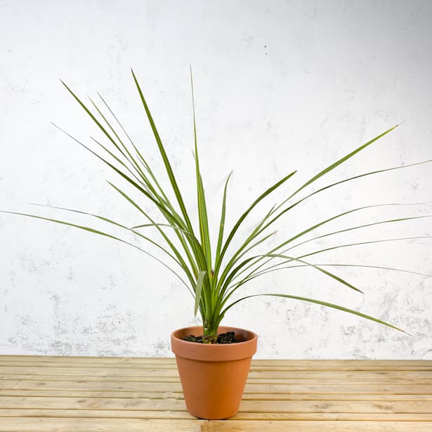 Dracaena indivisa verde (cordyline australis)