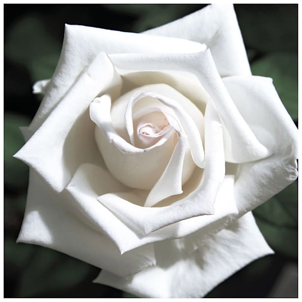 Rosal pau casals blanco