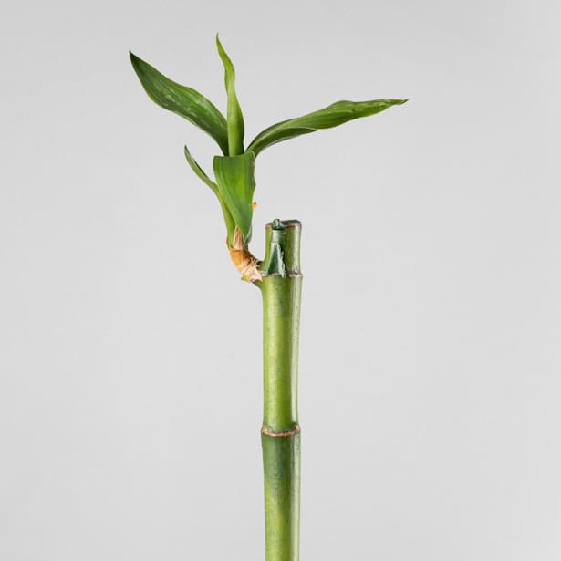 Bambú de la suerte (lucky bamboo)