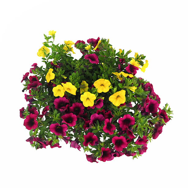 Calibrachoa